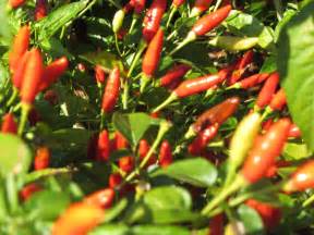 Quintais Imortais Varieties Of The Pepper Experience