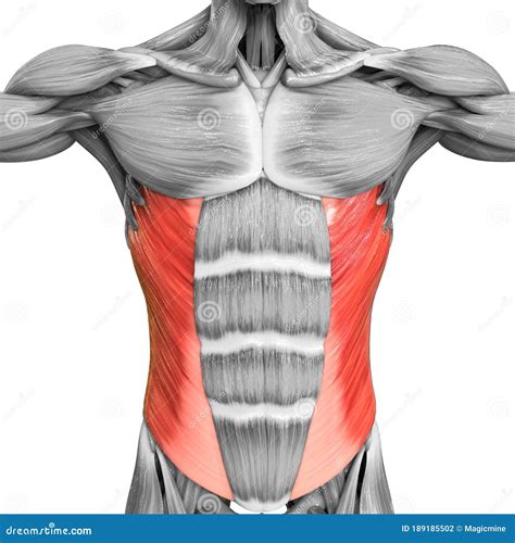 Muscles Of Torso Diagram Abdominal Muscles Human Anatomy Organs Images