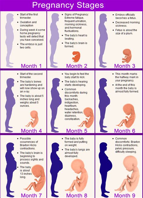 Quick Facts About Each Stage Of The Pregnancy Calendar Lovetoknow