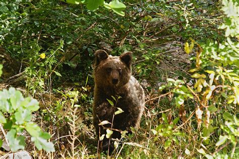 Cantabrian Brown Bear Sighting From Avilés