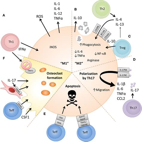 Frontiers The Interplay Between Monocytesmacrophages And Cd4 T Cell