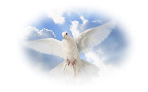 Heavenly Dove Background Png Clip Art Library