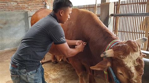 Sapi Ngamuk Mau Di Potong Jarot Madana