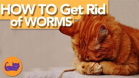 Does Your Cat Have WORMS HOW To Tell And WHAT To Do YouTube