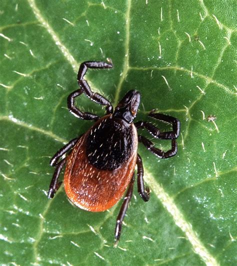 Ticked Off The Science Behind Lyme Disease Biotech Primer Weekly