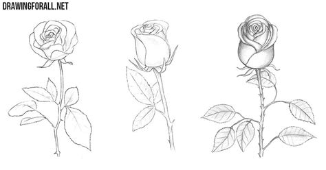 How To Draw A Rose For Beginners