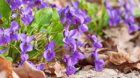 Violet Violets Flowers Bloom In The Spring Forest Stock Image Image