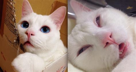 This Cute Cat Transforms Into An Ugly Monster When Sleeping Bdcwire