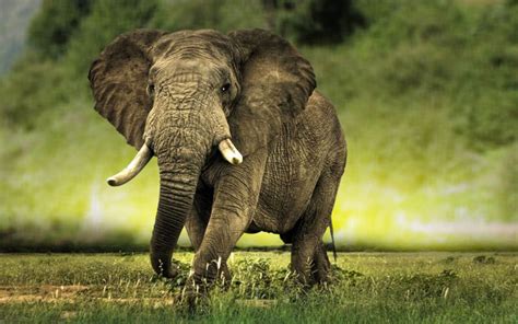 75 African Elephant Wallpaper
