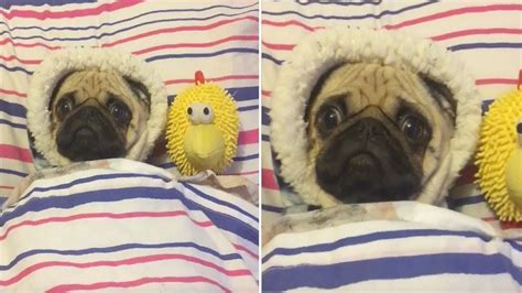 Adorable Pug Lying In Bed YouTube