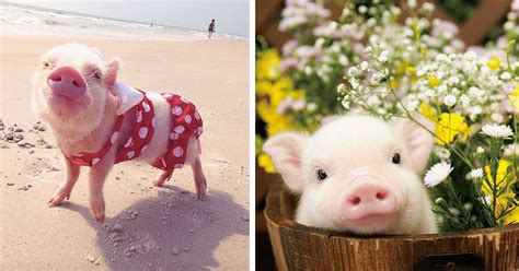 These 30 Adorable Pigs Are So Cute You Might Go Vegetarian