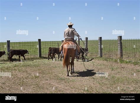 Cowboy Riding Horse Herding Cattle With Lasso Rope At Farm On Sunny Day
