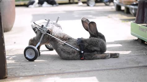 Paralysed Rabbit Is Given The Chance To Walk Again With A Bunny