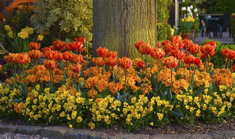 If you are thinking of planting flowers for spring colour whether shrubs or plants, or a mixture, it's helpful to know what conditions the plants needs to thrive, its colour range and when in spring (which can be. Spring flower displays: Experiment with striking colour ...