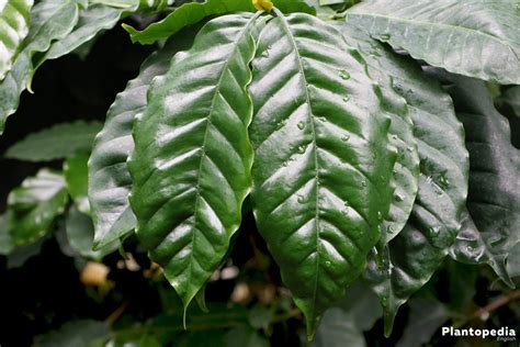 Coffee Plant Care How To Grow Coffe Arabica Indoors Plantopedia