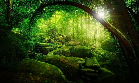 Hd Wallpaper Green Forest Landscape Photography Of A