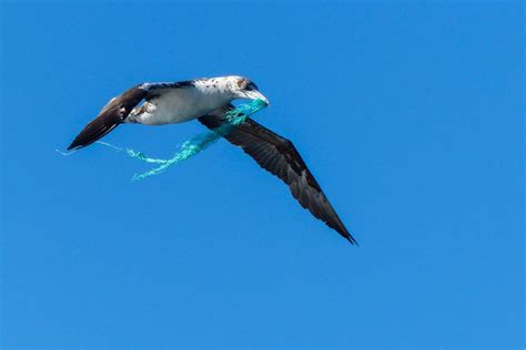Haugesunds Avis Sjøfugl Bruker Plast Til Reirbygging