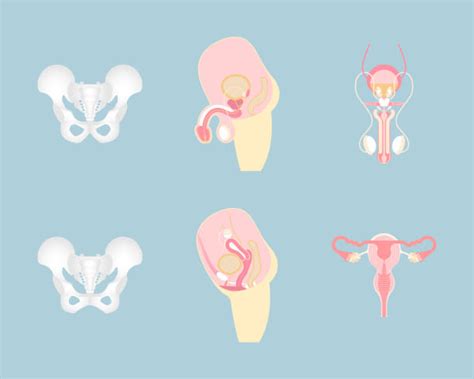Pubic Symphysis Illustrations Royalty Free Vector Graphics And Clip Art