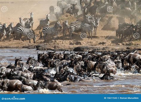 Big Group Of Wildebeest Crossing The River Mara Stock Image Image Of
