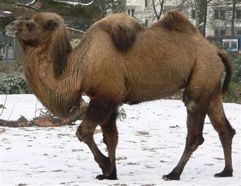 Camel toe can put you in very embarrassing situation and so you should know how to get rid of it. Animal Zoo Life: |Camel|Camel foot|Camel camel|Pictures of ...