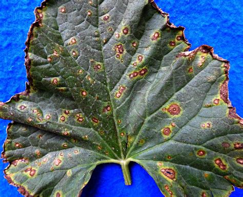 Alternaria Leaf Blight On Cucurbits Vegetable Pathology Long Island