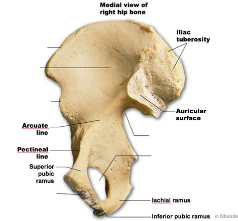 Medial View Of The Right Hip Bone Diagram Quizlet