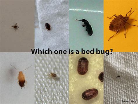 Pest Identification Services Bed Bug Identification Service Pomerix