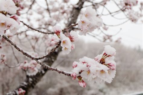 Snow Sakura Spring And Winter Collide As Frost And Cherry