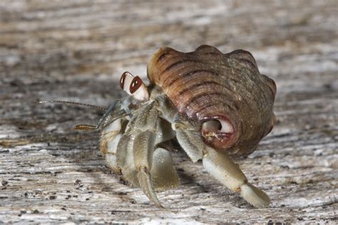 Hermit Crabs Socialize To Evict Their Neighbors Berkeley News