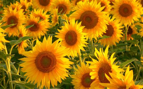 Download Field Flower Nature Sunflower Hd Wallpaper