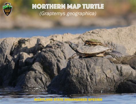 Endangered Species Day Spotlight Northern Map Turtle Susquehannock