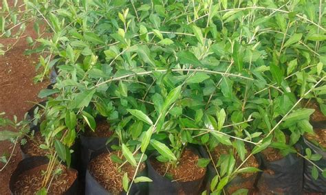 Cara menanam tanaman lee kwan yew dirumah. Jual Tanaman Li Kuan Yu / Lee Kwan Yew di lapak Grosir ...