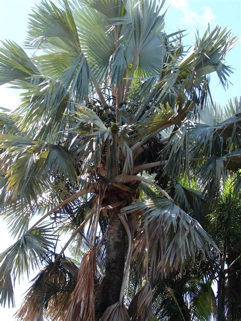 Ponytail, elephant feet, monks, palma culona. Polynesian Produce Stand : ~BLUE BISMARK PALM~ Bismarckia ...