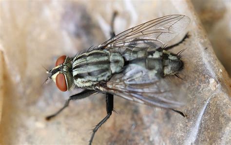 Call our orkin experts to control & eliminate flies & other pests from your home. House Fly Identification & Prevention | Common Flies In ...