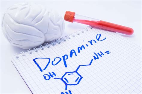 Effects Of Dopamine How Dopamine Drives Human Behavior