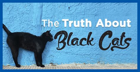 Black Cat Myths And Facts Debunked Four Paws