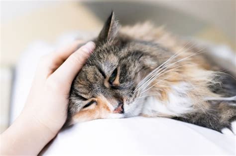 What To Do If My Cat Has A Cold Lafayette Vet Lafayette Vet