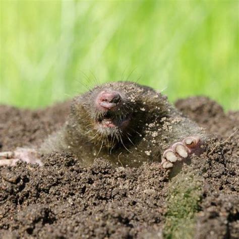 How To Get Rid Of Moles And Voles In The Yard Hunker Lawn Care