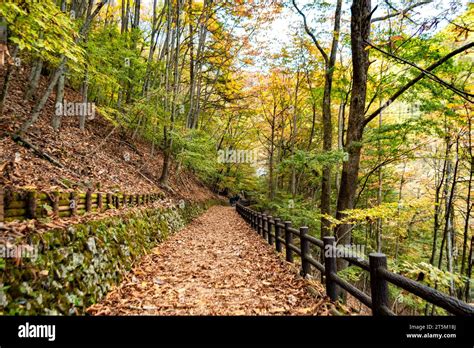 Hinohara tokyo citizens forest hi-res stock photography and images - Alamy