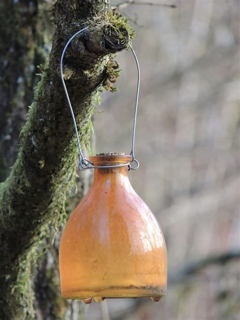 How To Make Homemade Wasp Traps 3 Proven Methods 2024