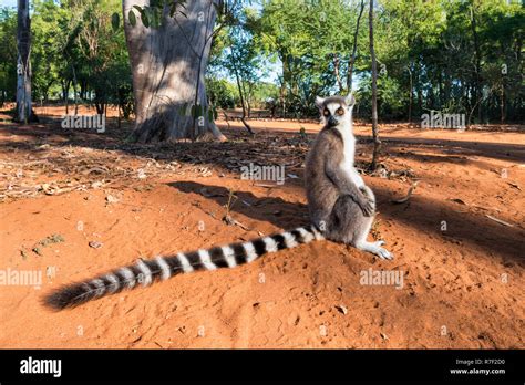 Ring Tailed Lemur Lemur Catta Toliara Province Madagascar Stock