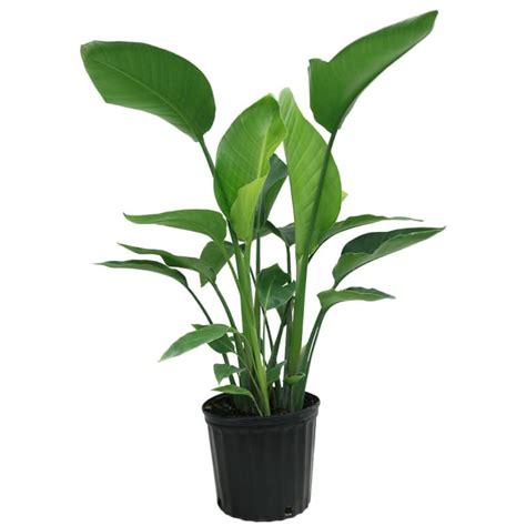 Bird of Paradise Plant Care - How to Grow & Maintain Birds of Paradise