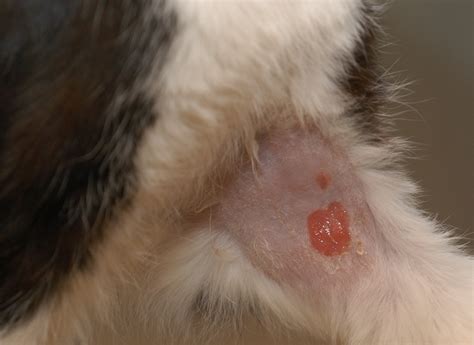 Types Of Skin Cancer In Cats