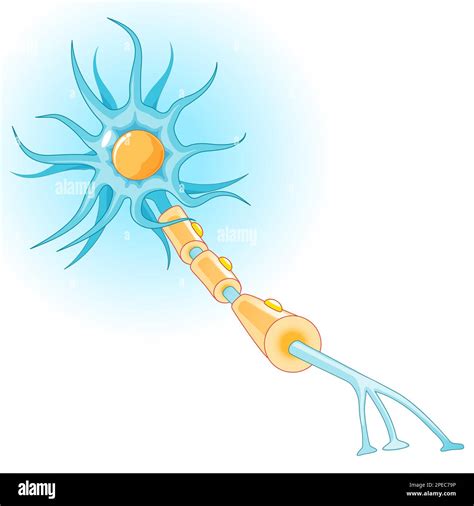 Anatomía De Una Neurona Típica Estructura De La Célula Nerviosa Axón