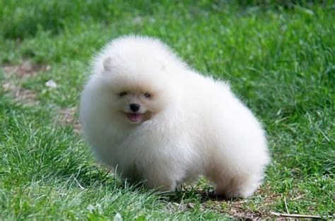 Flower names for dogs offers plenty of options. 46 Small White Dog Names | Dog names, Best dog names ...