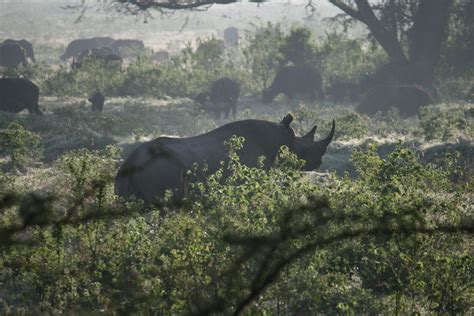 Black Rhino In Lake Nakuru National Park Kenya Nakuru National