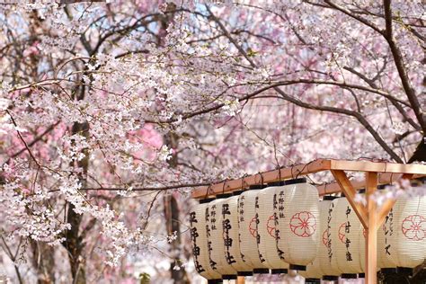 9 Things To Know Before Experiencing Cherry Blossom Season In Japan