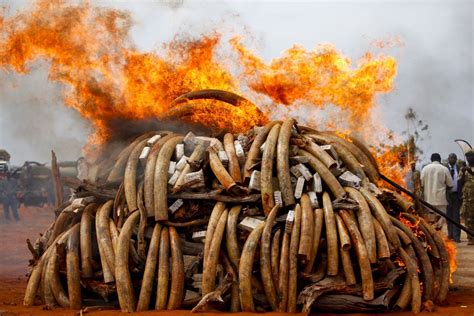 Blood Ivory Brutal Elephant Slaughter Funds African Conflicts Der