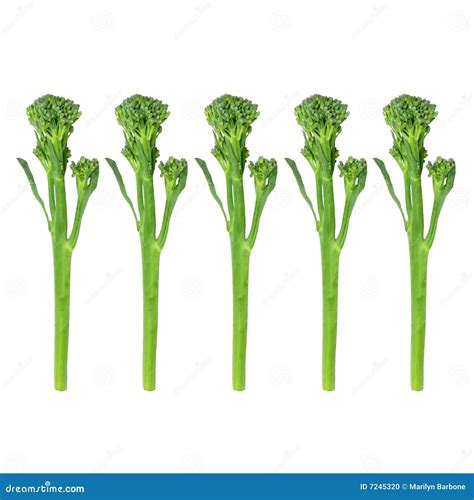 Broccoli Spears Stock Photo Image Of Groceries Delicious 7245320