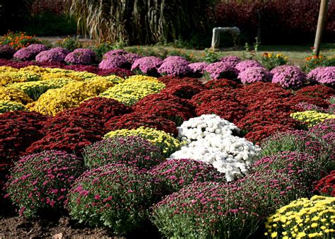 Mums Offer Plentiful Fall Decorating Options Mississippi State